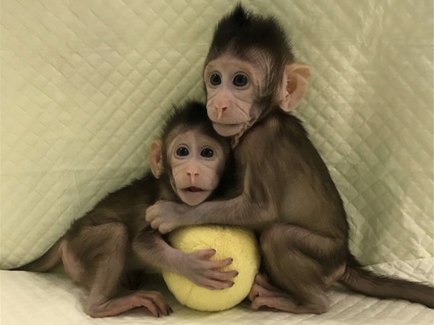 Китайские генетики впервые клонировали обезьян по методу овечки Долли