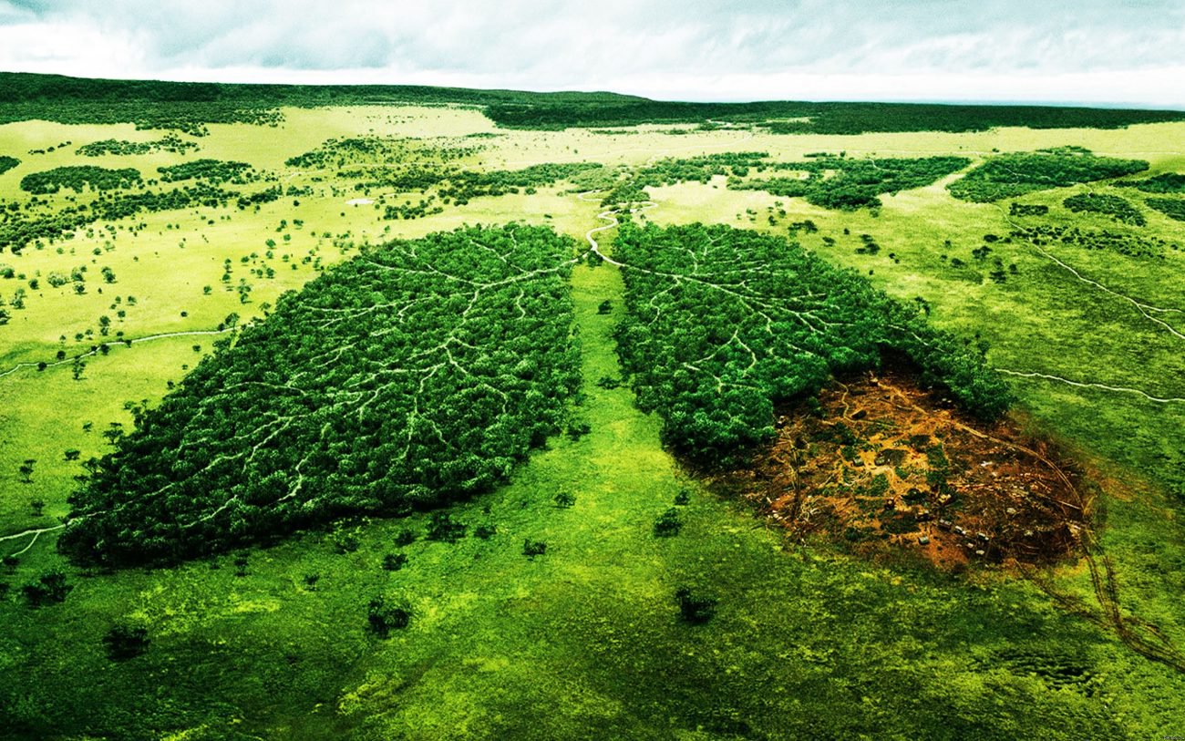 Голландские ученые разработали ДНК-тест для выявления незаконно вырубленных деревьев