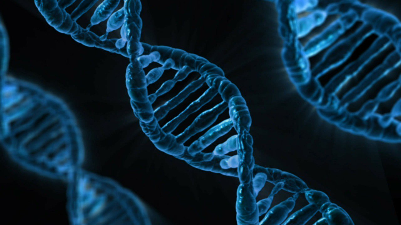 Ученые выяснили, зачем нужна «мусорная» ДНК