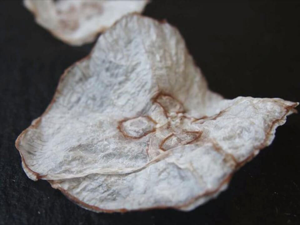 Датские ученые сделали чипсы из медуз