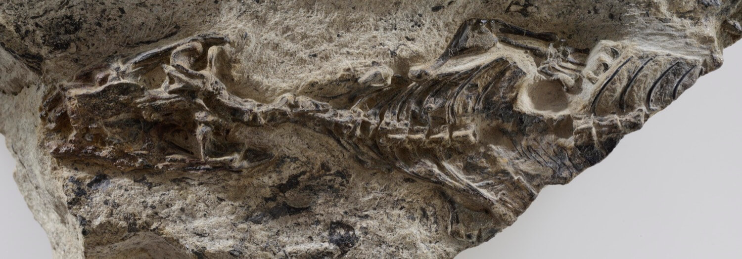 Найден первый предок змей и ящериц, живший 240 миллионов лет назад