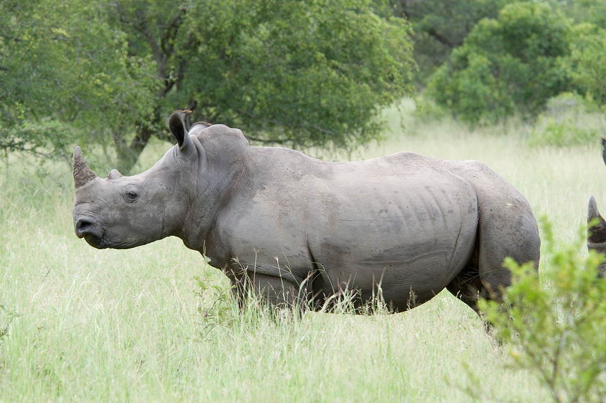 В лаборатории создали первые эмбрионы носорогов. Они помогут спасти почти вымершие виды