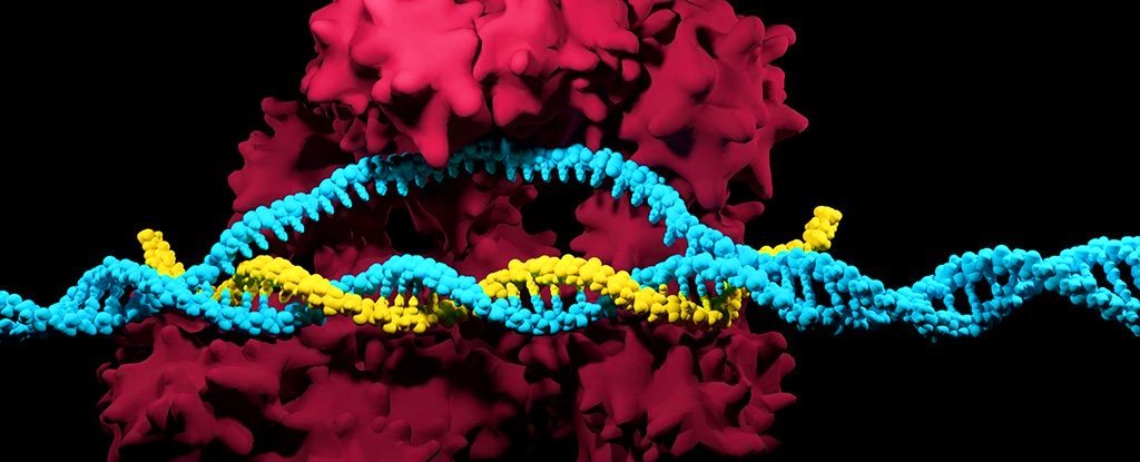 Редактирование генов с помощью CRISPR/Cas9 может быть смертельно опасным