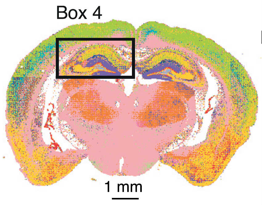Подробная карта синапсов мозга приоткрыла завесу над загадкой мышления