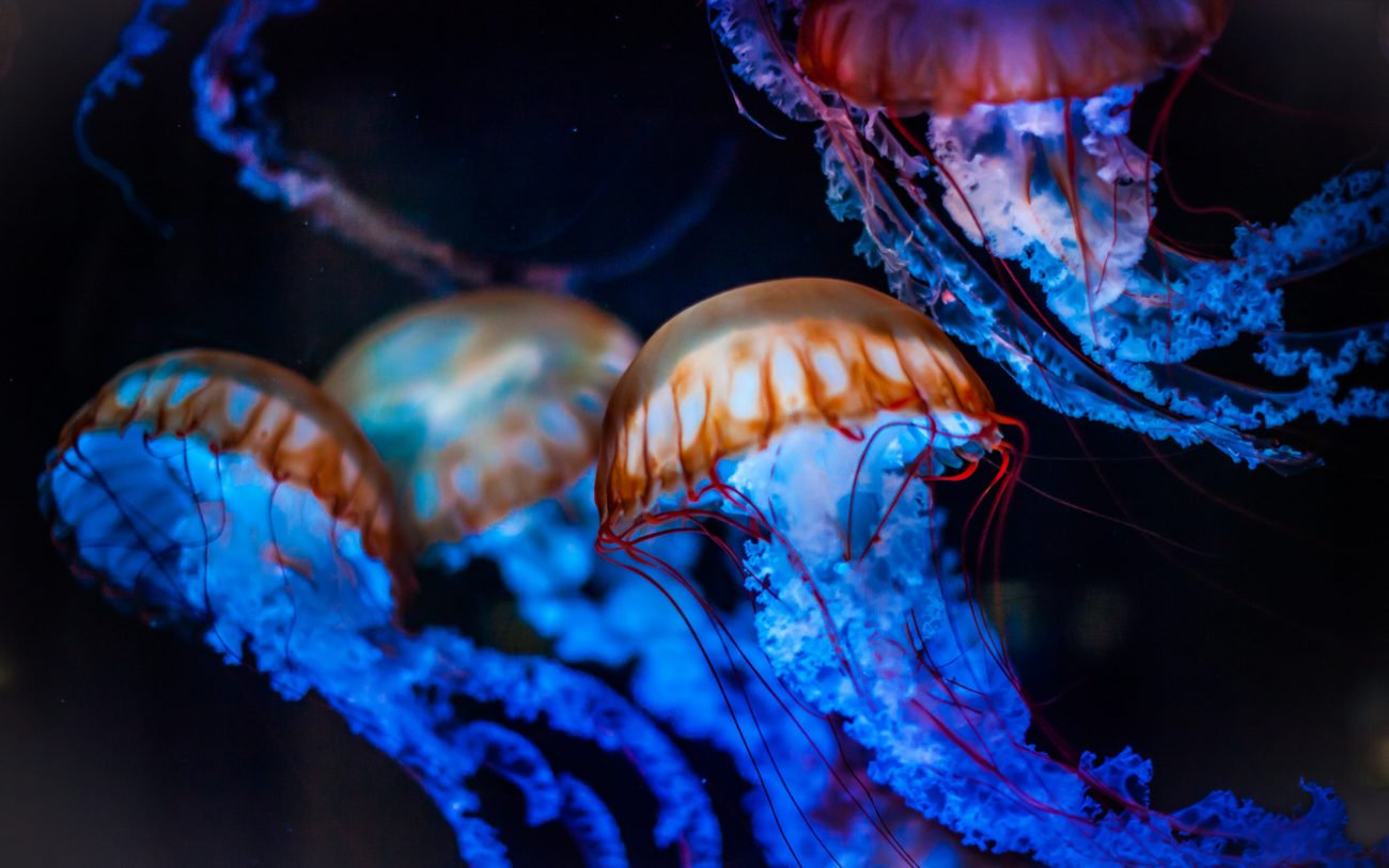 Роботы-медузы будут исследовать морские глубины