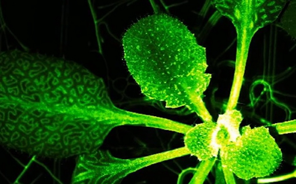 У растений имеется аналог нервной системы