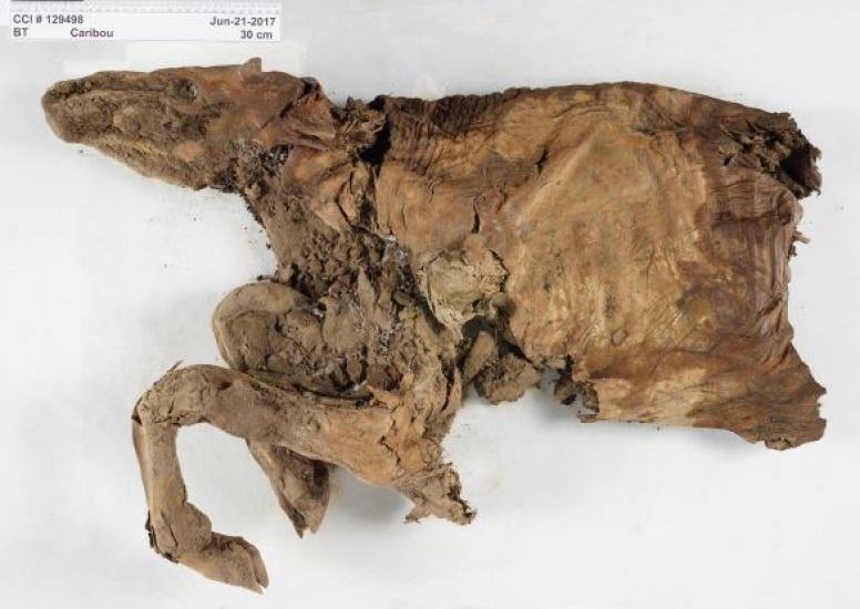 В Канаде найдены мумифицированные тела 50 000-летних волка и оленя