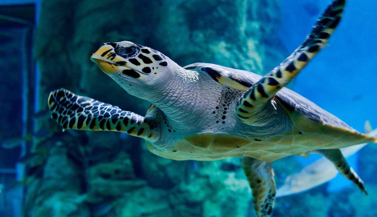 Климатические изменения превратят всех морских черепах в самок